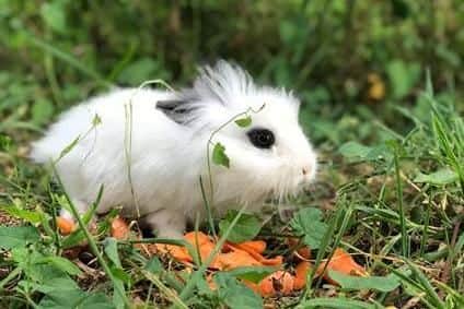 The rabbit rescued by volunteers on Saturday
