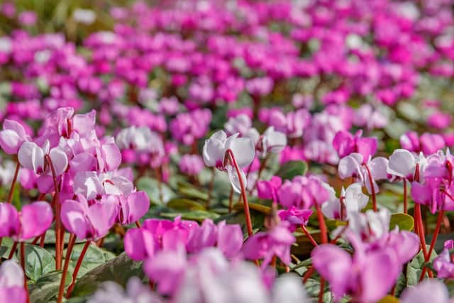 Cyclamen, often the only bright spot in the garden in winter.