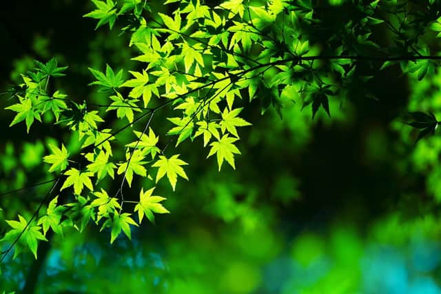 Green-leafed Japanese maples.