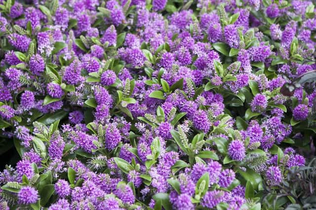 Are hebes becoming more tolerant to harsh winters? This one is hebe x franciscana Blue Gem.