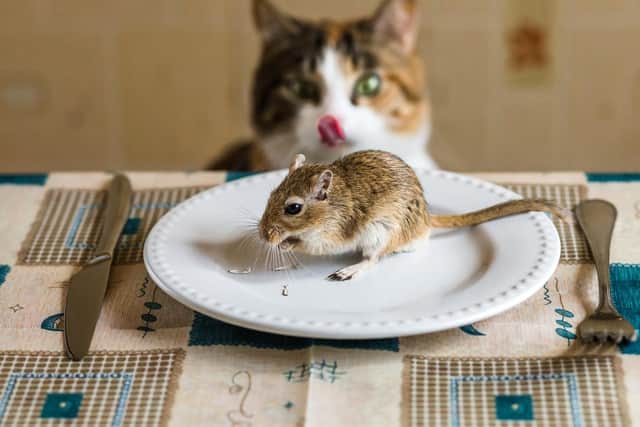 Since Steve Canavan became a father his cat, Percival, has embarked on a killing spree - and Steve's ended up with bubonic plague