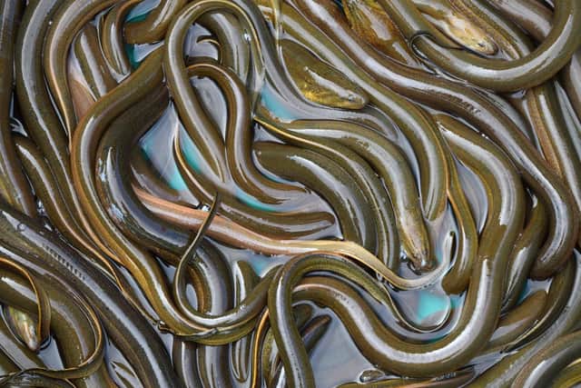 Eels caused a delay at the dockyard