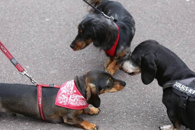 Bow Wows at no. 7 Doggie Funday at Port Solent. Picture: Habibur Rahman