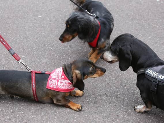 Bow Wows at no. 7 Doggie Funday at Port Solent. Picture: Habibur Rahman
