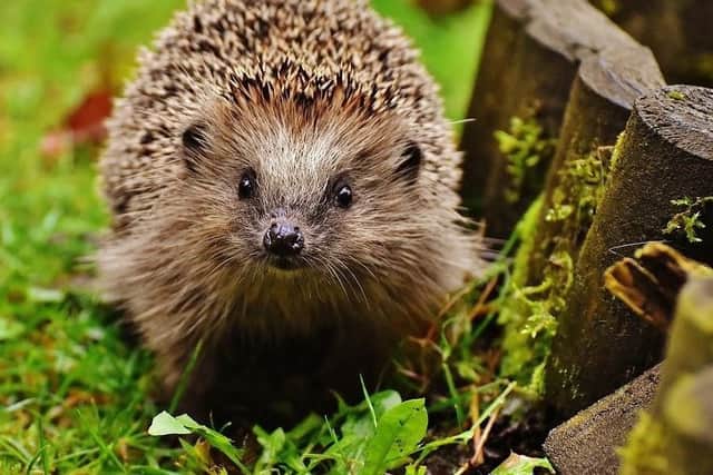 Hedgehogs are in need of saving as the heatwave dries up their water sources