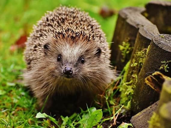 Hedgehogs are in need of saving as the heatwave dries up their water sources