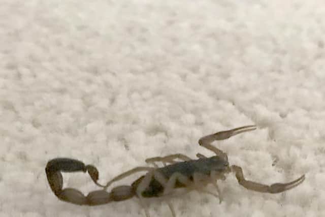 The scorpion that travelled in the suitcase of a Waterlooville woman, and stung her, was captured under a glass. Picture: Waterlooville Fire Station