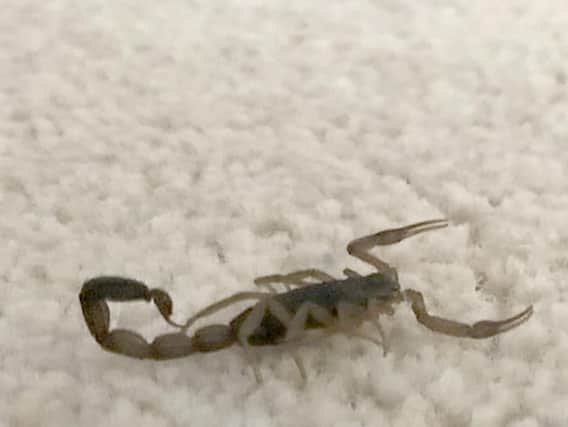 The scorpion that travelled in the suitcase of a Waterlooville woman, and stung her, was captured under a glass. Picture: Waterlooville Fire Station