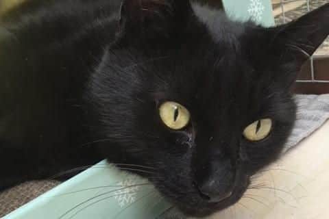 Make sure your cat gets snipped and chipped