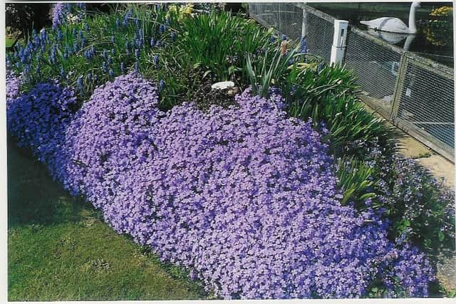 There is still time to cut back your aubrieta.