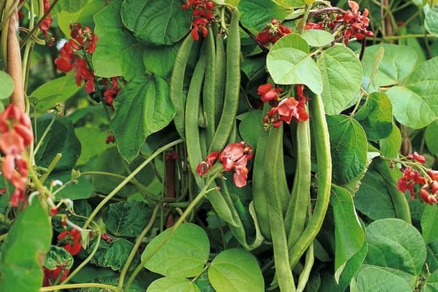 Causing consternation... runner beans