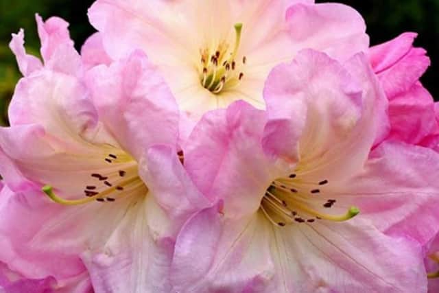 Yes, you can root rhododendrons from cuttings.