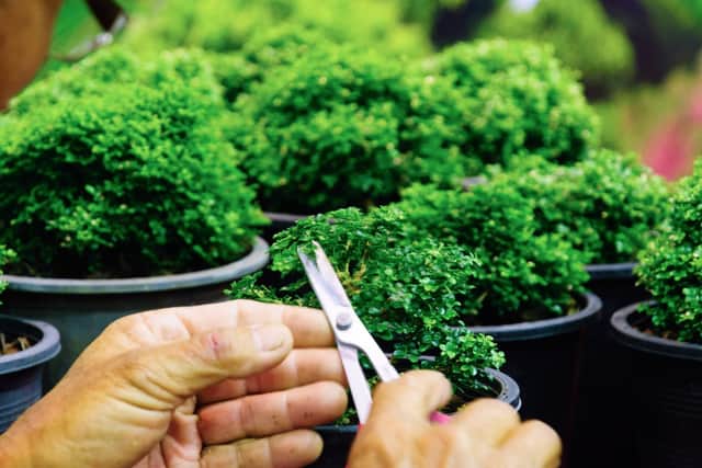 Take your bonsai tree along to Wallington village hall tonight and get advice from the Solent Bonsai Society