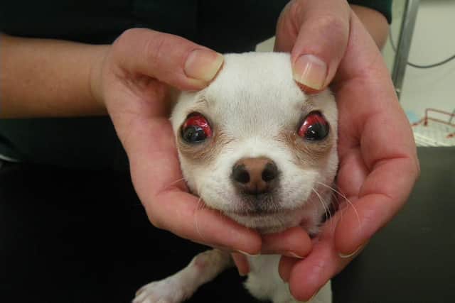 Puppy Coco who was kicked by Barry Shaw 'near to death'