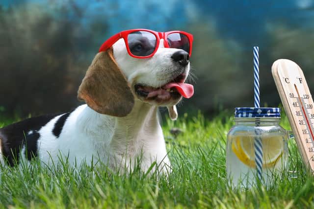 PAWS FOR THOUGHT: Think of your dog's needs during hot weather