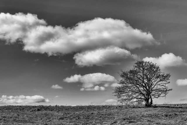 Butser Tree 3 by Ron DeAth