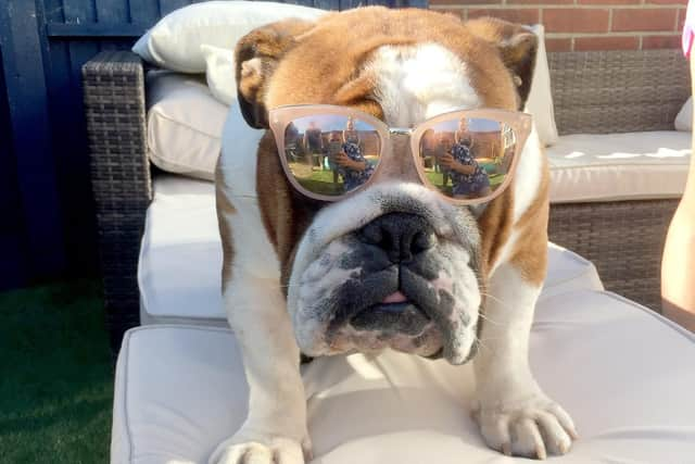 One Summer's Day 2018, third place. Ralph the dog at his owner Mike Paddock's Hawaiian barbecue. Picture: Mike Paddock