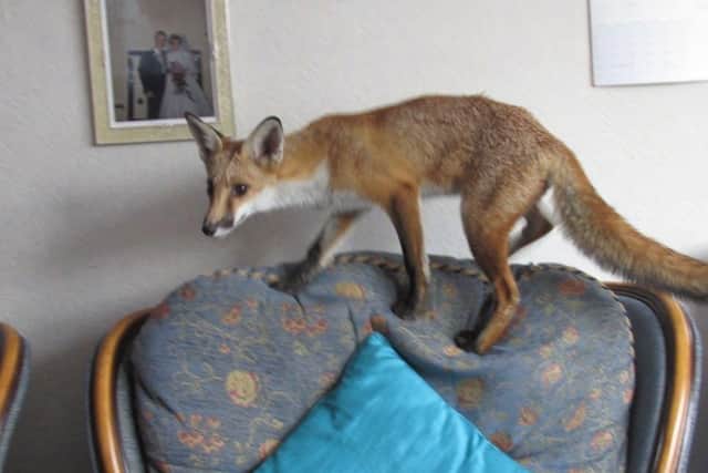 The friendly fox gets brave and jumps on the armchair in Mr Tallons' living room