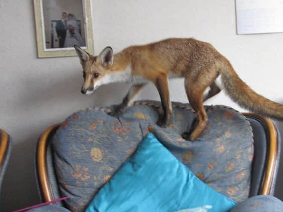 The friendly fox gets brave and jumps on the armchair in Mr Tallons' living room