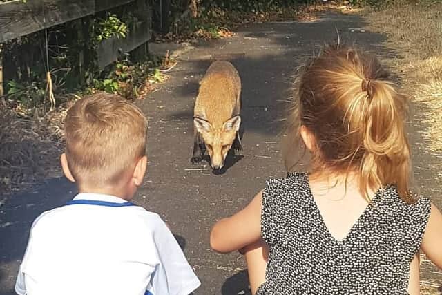 The fox 'inspects' Coral's children, Harry, five, and Kacie-May, seven. Picture: Coral Warwick