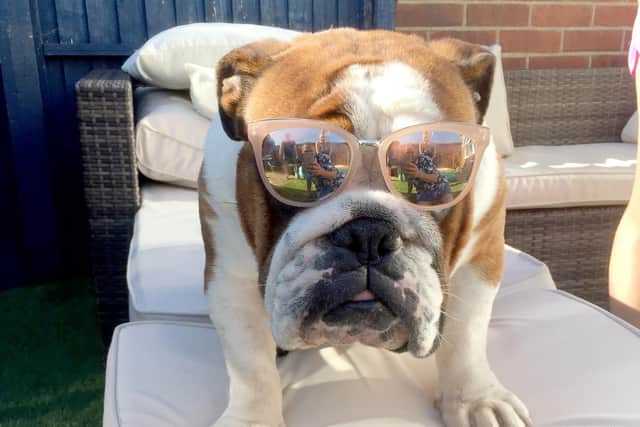 One Summer's Day 2018, third place. Ralph the dog at his owner Mike Paddock's Hawaiian barbecue. Picture: Mike Paddock