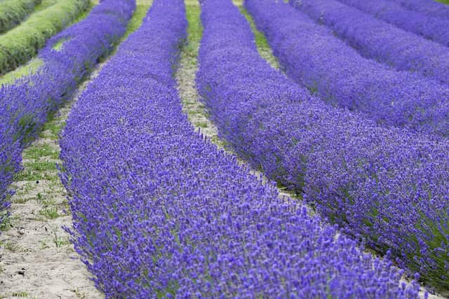 Lavender Farm, St Brlade.