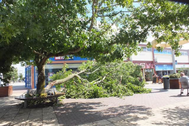 A tree that split in high winds and came down in Waterlooville Precinct Picture: Malcolm Garbutt