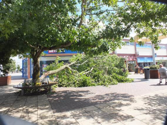 A tree that split in high winds and came down in Waterlooville Precinct Picture: Malcolm Garbutt
