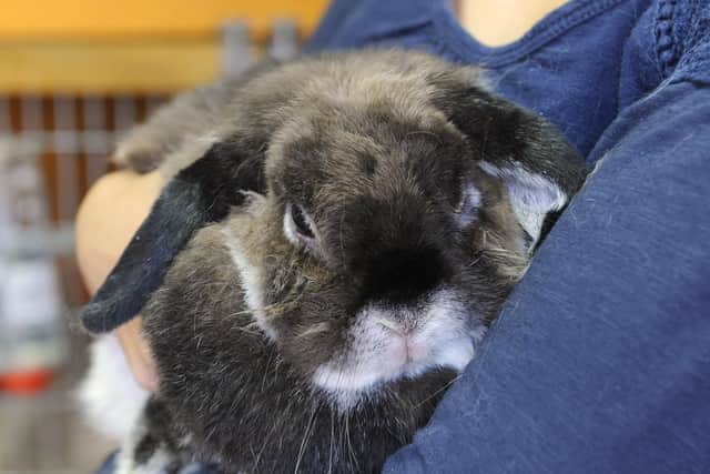 A rabbit being cared for at South Coast Rabbit Rescue