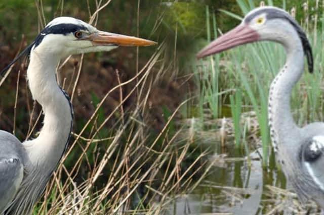 Love island - a heron attracted to a potential, but plastic, mate.