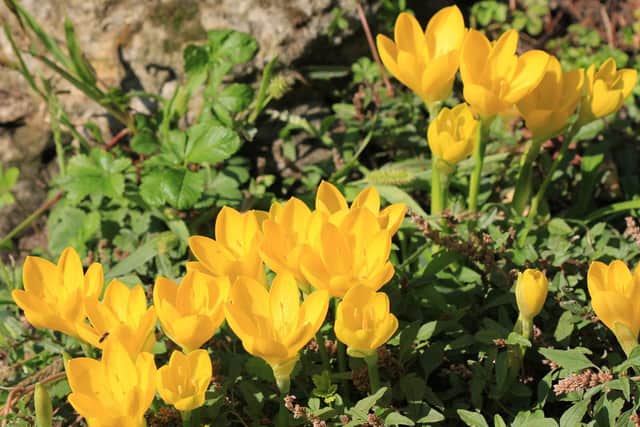 Sternbergia.