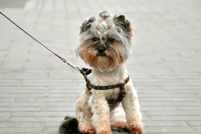 Dog owners warned of dangers at the beach. Picture: Shutterstock