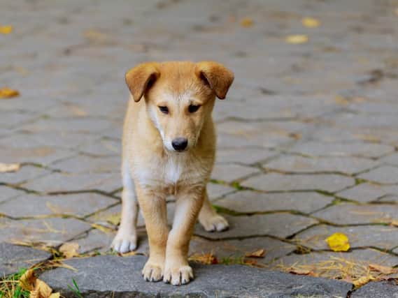 Campaigners want to the government to ban the consumption of dog meat