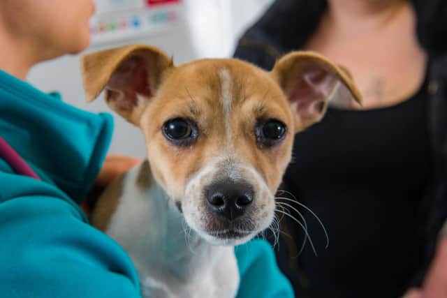 PDSA help animals like Duke. Picture: Paul Gillis