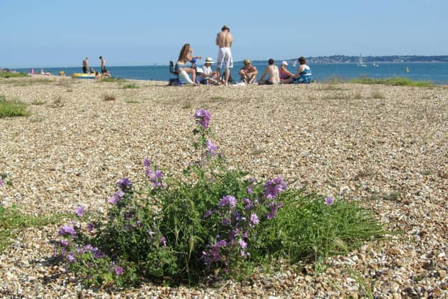 Picture: Friends of Stokes Bay