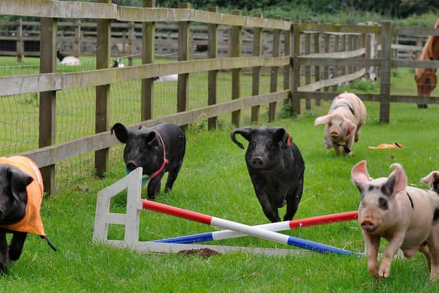 Pig racing will now not take place at a Hampshire food festival this month