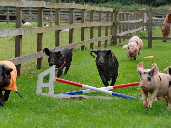Pig racing will now not take place at a Hampshire food festival this month