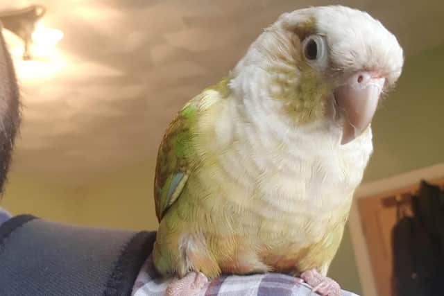'Mary' the lovebird
Picture: Habibur Rahman