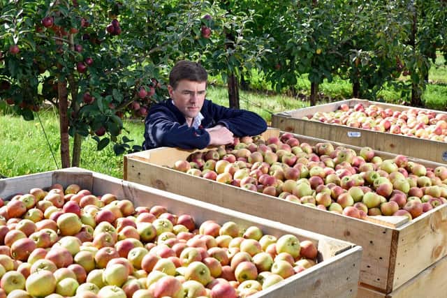 Will Dobson, MD of Hill Farm Orchards in Hampshire, inspecting the cox apples