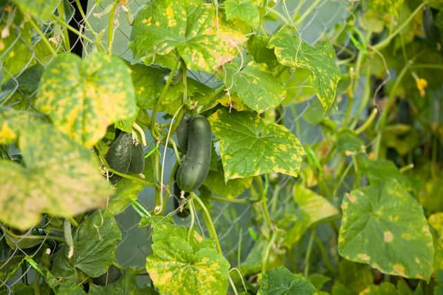 A cucumber plant with bronze leaves caused by an attack of red spider mite.