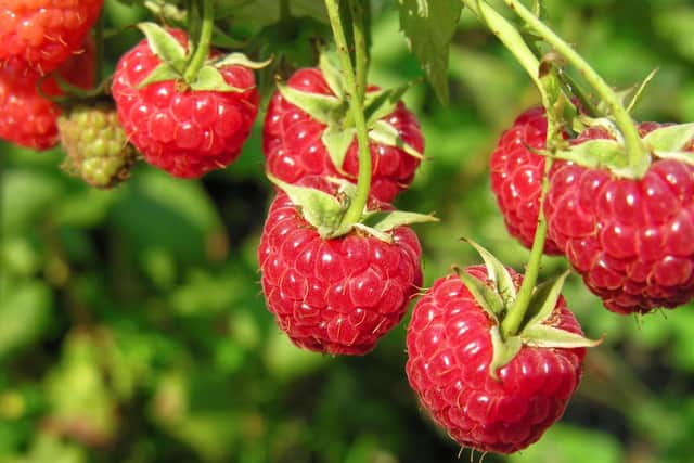 Time to cut down your raspberry canes.