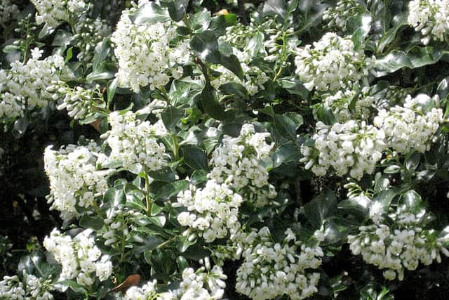 Escallonia iveyo makes a great hedge.
