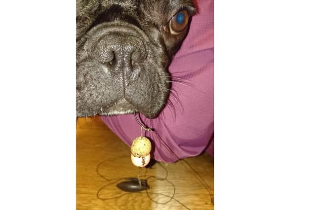 Lenny, a one-year-old French bulldog got caught by a fish hook at Brownwich Pond, in Titchfield