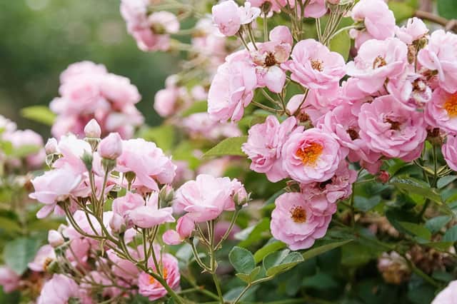 Beautiful pink roses in garden.