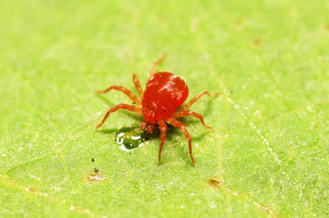 The red spider mite.