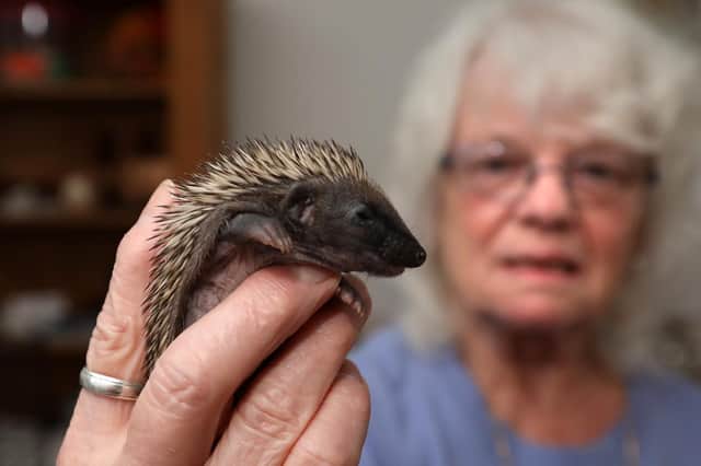 Pam Hewett with a baby hedgehog. Picture: Chris Moorhouse