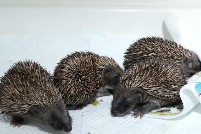 Babies in an incubator at Bert's Hedgehog Retreat.