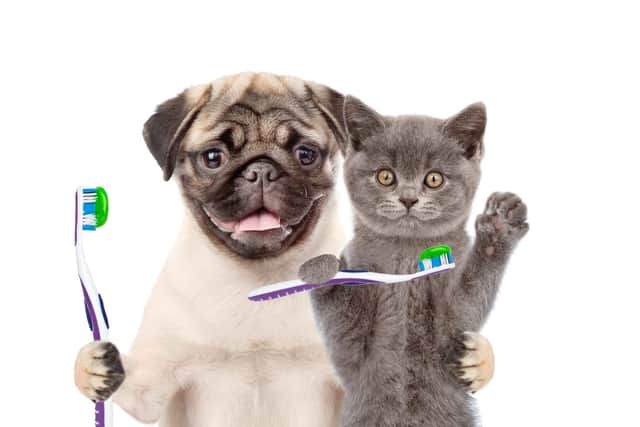 Verity Lush spends more money on her pets than her children - she even cleans their teeth.
