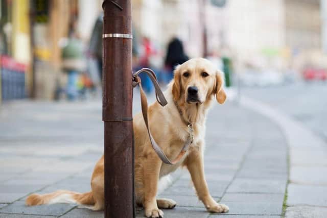 Dogs are set to be banned from Wetherspoons pubs. Picture: Shutterstock