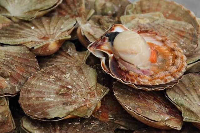 French and British fishermen clashed in a 'scallop war'